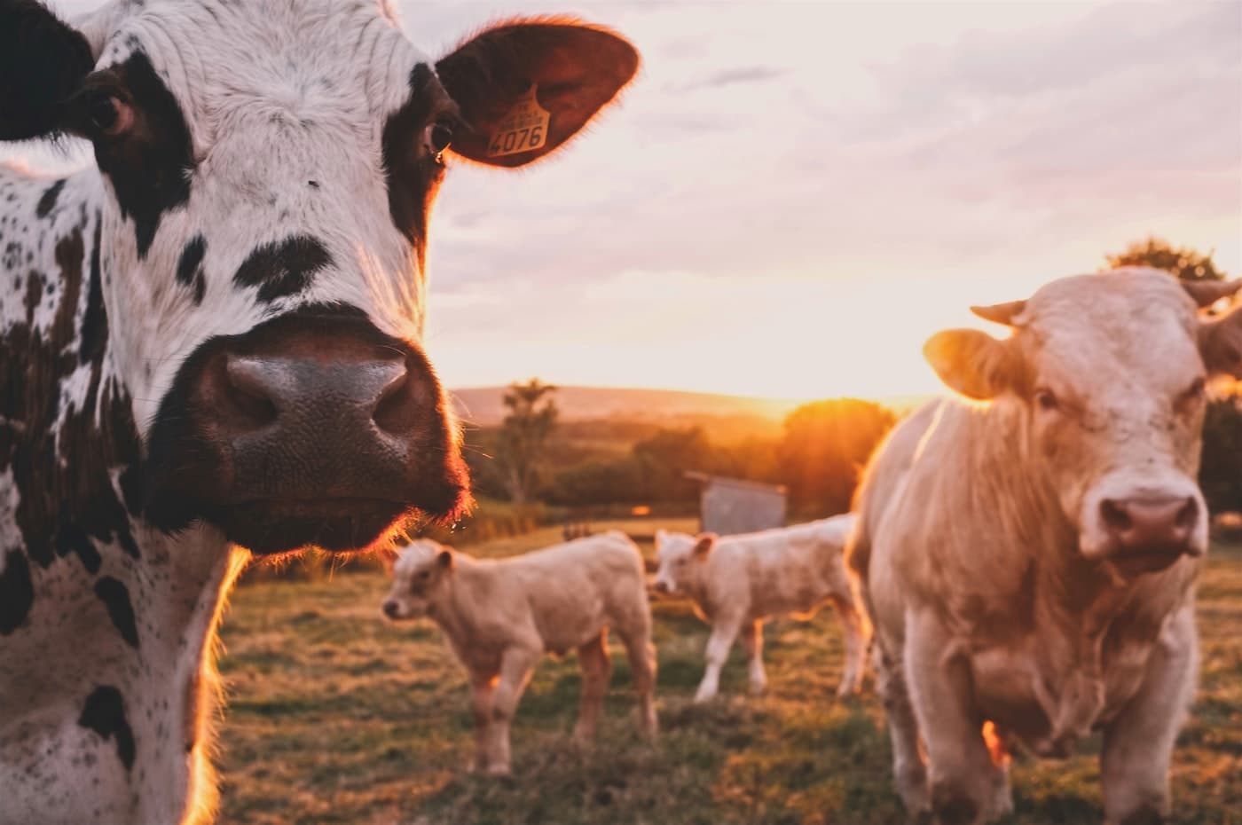 Bulls